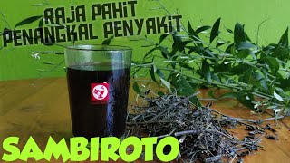 SAMBILOTO Sejuta Khasiat Penangkal Penyakit | Jamu Terpahit di Dunia