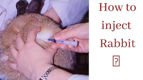 How to inject a Rabbit | Rabbit medication and health care