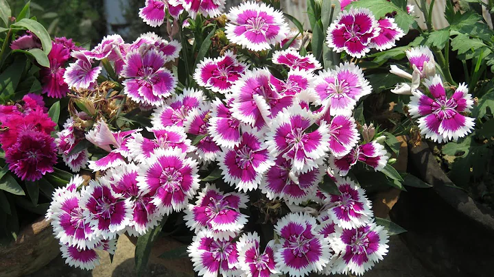 Dianthus Plant Care l How to Grow and Get more Flowers l Winter - Spring  Flowers - DayDayNews