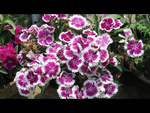 Video: Odla dianthusblommor i trädgården – hur man tar hand om dianthus