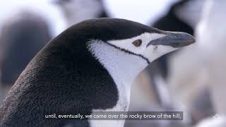 Behind the Lens: An Epic Journey with a Chinstrap Penguin