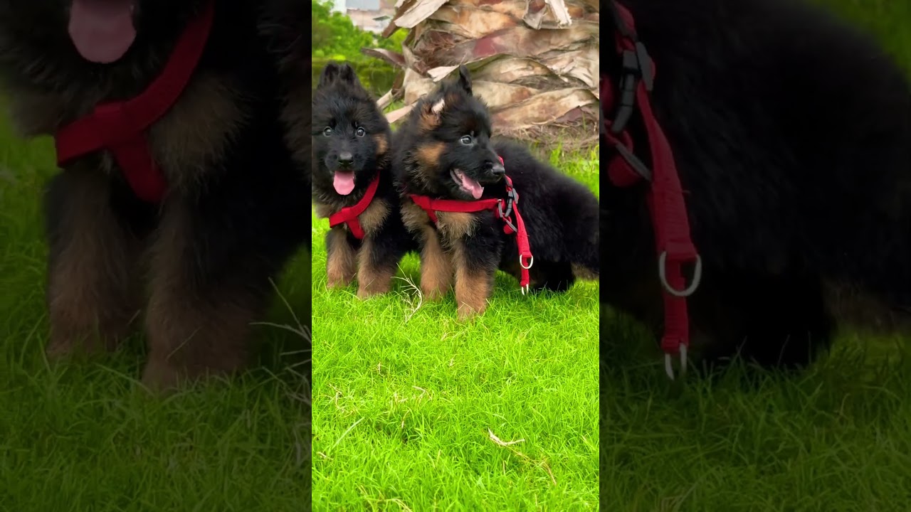 Cute puppy for sale, German Shepherd long coated black mass heavy bone structure ￼