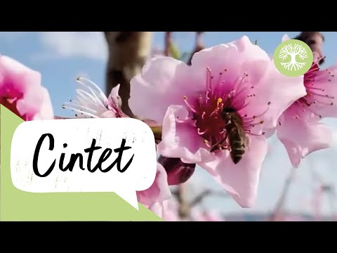 Vídeo: Fruites De Cireres: En Quin Any Comença A Donar Fruits I A Florir? Què Afecta El Moment De Fructificar?