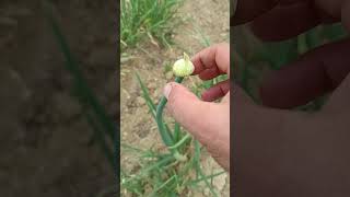come si raccoglie un seme di #cipolla  #farming #aziendaagricola