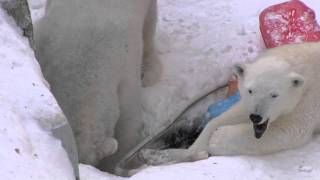 穴掘り作業に忙しいホッキョクグマ~Polar Bears dig snow hole