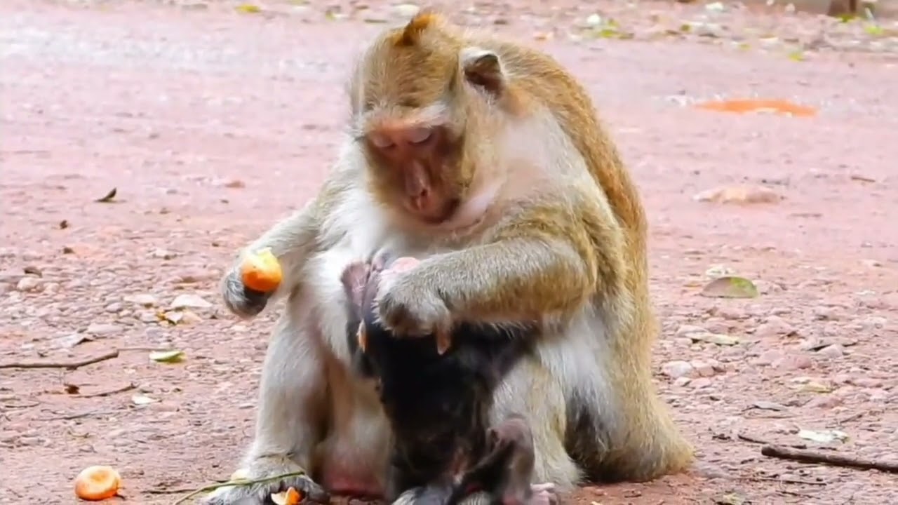 menggemaskan || anak monyet dapat pelukan sayang