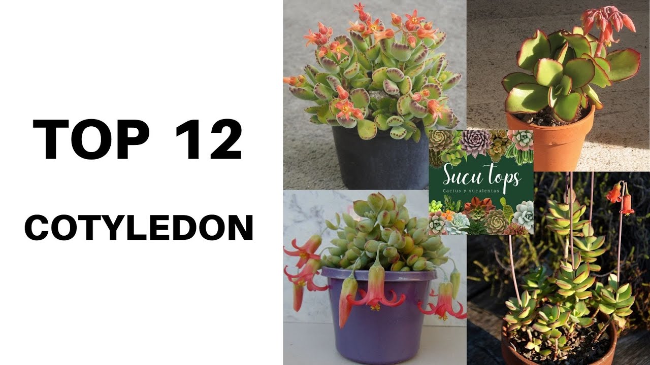 TOP 12 COTYLEDON