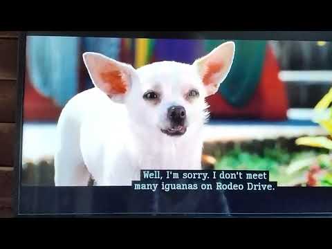 Beverly Hills Chihuahua(2008)- Delgado yells at Chole Scene