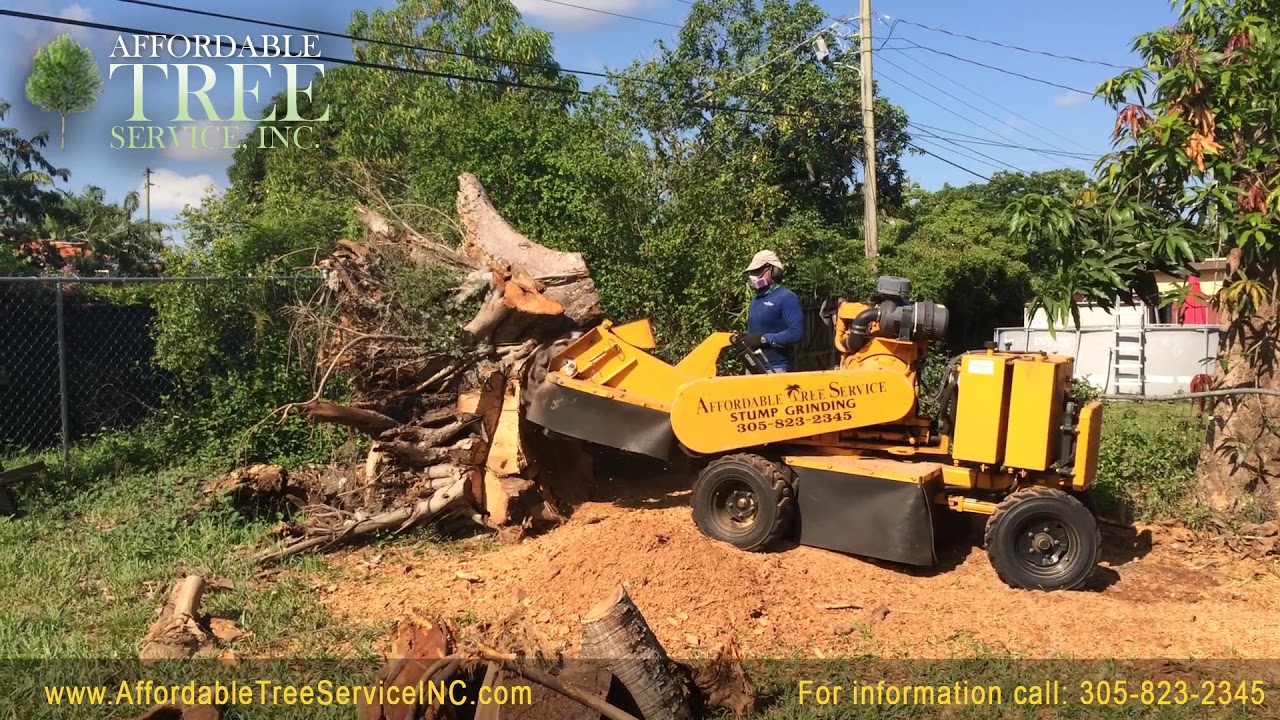 Tree Stump Grinding Process Services Miami Broward You Tree Stump Grinding Process Services Miami Broward