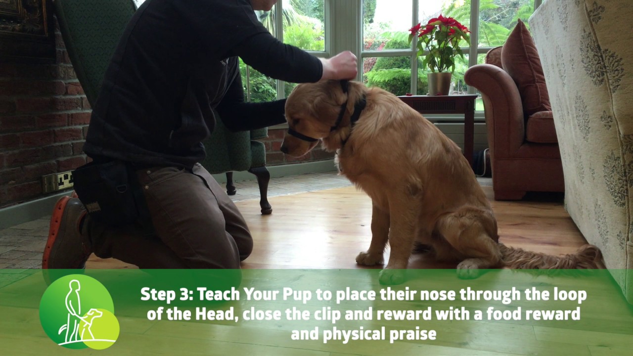Introducing the Head Collar Step 3 Raising Your Puppy YouTube