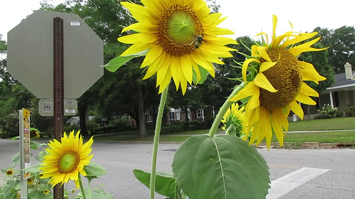 My sunflowers - plus a tip - how to keep squirrels from eating sunflowers - DayDayNews