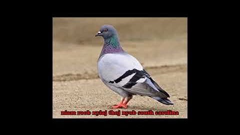 Qhia Tsob Tshuaj Los Hws Kis Thiab Tus NquabZoo Tshuaj Heev  3/18/2023