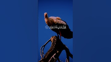 القارئ _  هاني الرفاعي#قرآن #إستمع #المصحف #اكسبلور