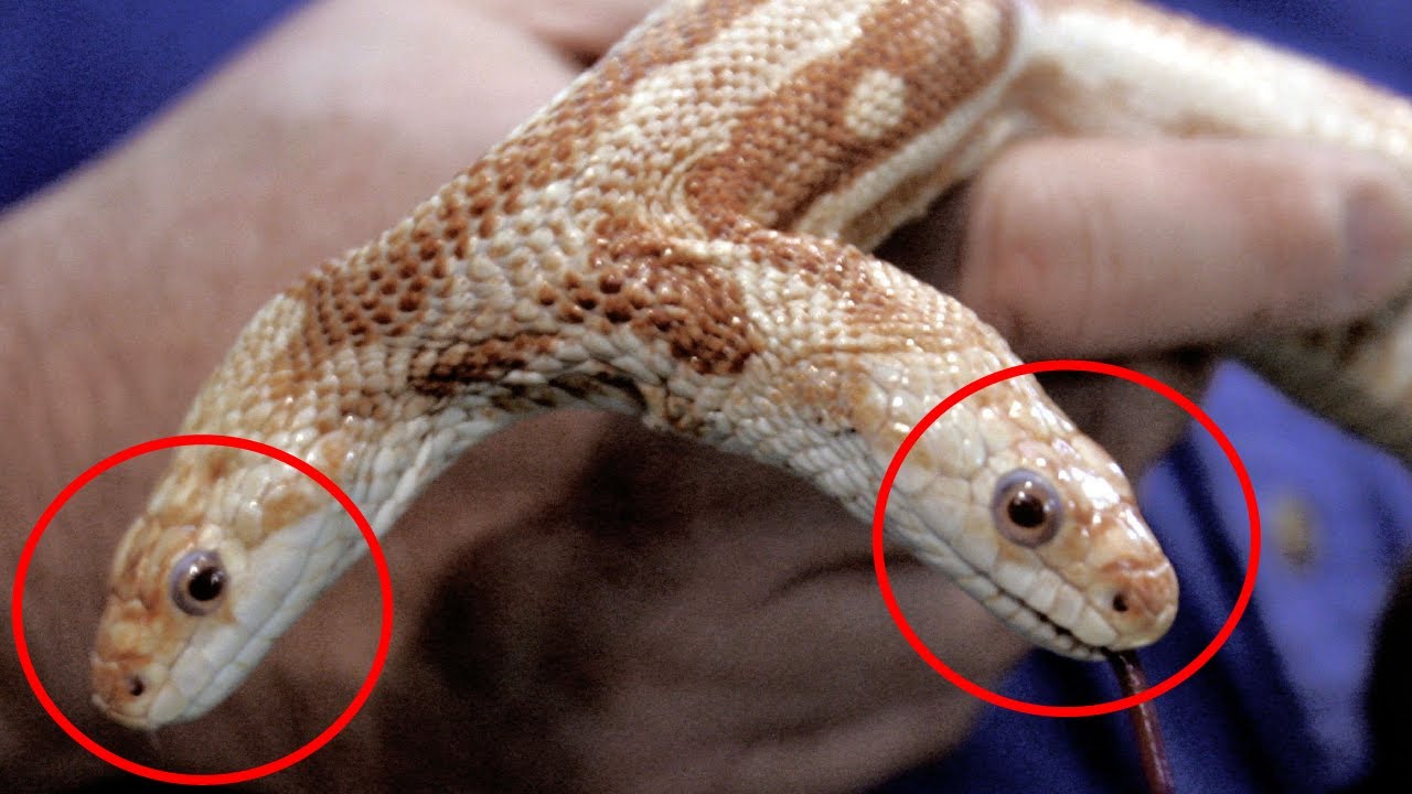 Gorgeous Animals With Unique Features