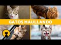 Los mejores MAULLIDOS de GATOS 🐱 ¡Gatos MAULLANDO Enojados, Peleando, Felices y Graciosos!