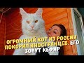 Огромный кот из России покорил иностранцев. Его зовут Кефир