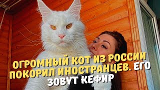 Огромный кот из России покорил иностранцев. Его зовут Кефир