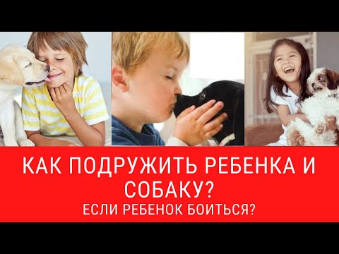 Видео: Когда ваш ребенок боится собак - Чисто щенок