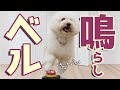 【犬の芸】ベル鳴らしの教え方を実践しながら、犬に芸を教えるメリットをお話しします☆