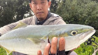 CATCH CLEAN AND COOK | YELLOWTAIL AMBERJACK