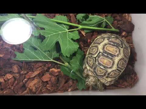 CA Fresno Reptile/Pet Expo 2019 - YouTube