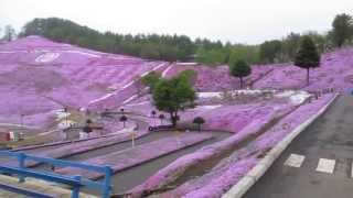 1020604北海道~東藻琴芝櫻公園~真是美呆了!