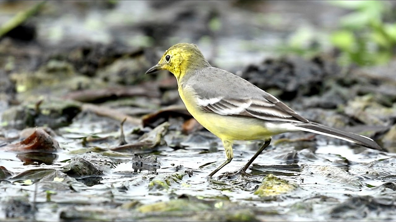 Citrine Wagtail a little bird of Bangladesh by RST Wildlife