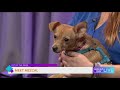 Pet of the week: Meet Mezcal