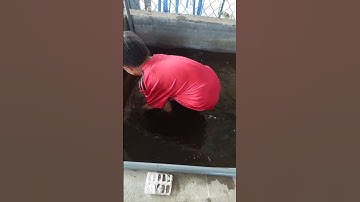 Bất Ngờ Phát Hiện Cậu Bé Bắt Cá Trê Khủng Lồ Trong Hồ Cá