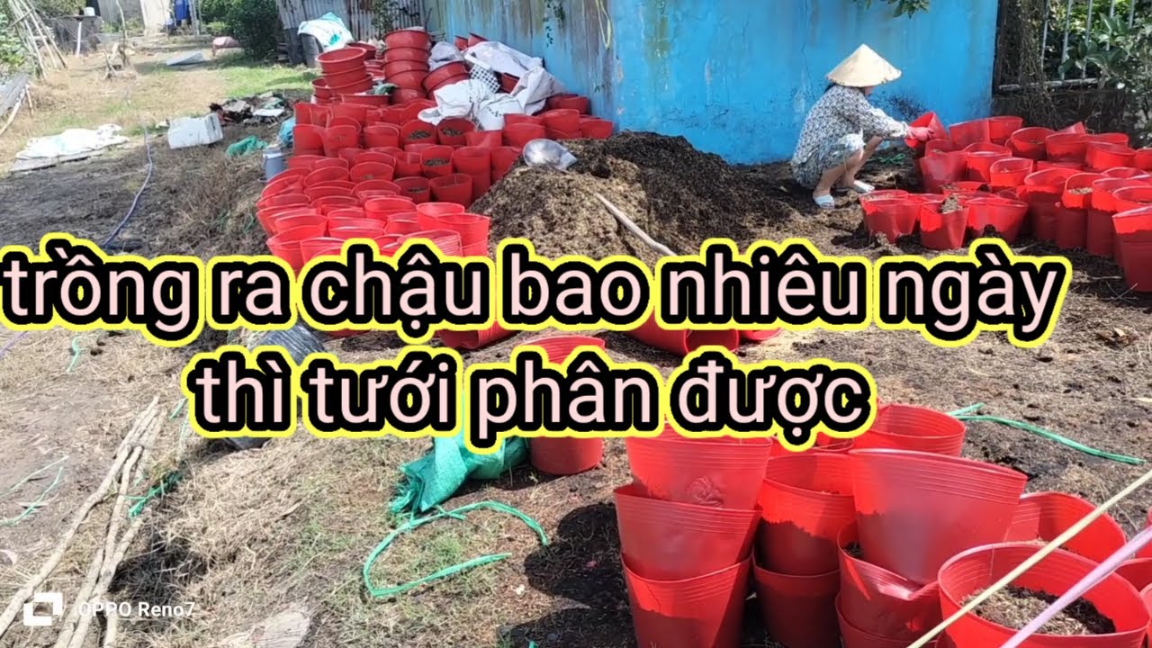 trồng ra chậu bao nhiêu ngày thì tưới phân được