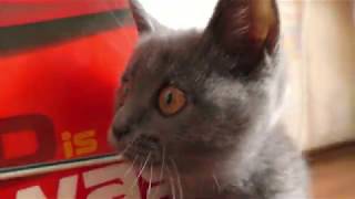 Brave Kitten Vs Cat by CAT for ALL 95 views 3 years ago 1 minute, 31 seconds