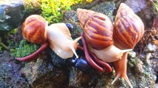 Full Once in a Lifetime: A Millipede and Snail Together #rareencounter #frienship #rareencounter Guide