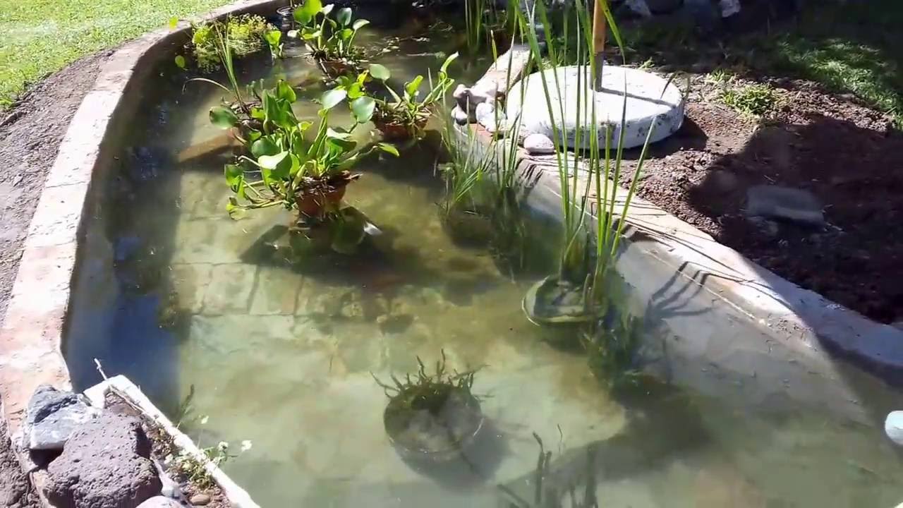 Estanque de jardin con peces koi como construir - YouTube