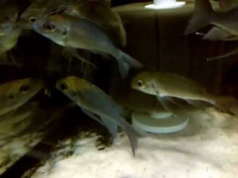 wild caught ophthalmotilapia ventralis from Kasanga orange cap