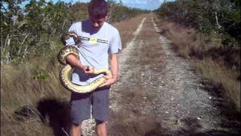 Todd Makes His First Python Capture in the Florida Everglades