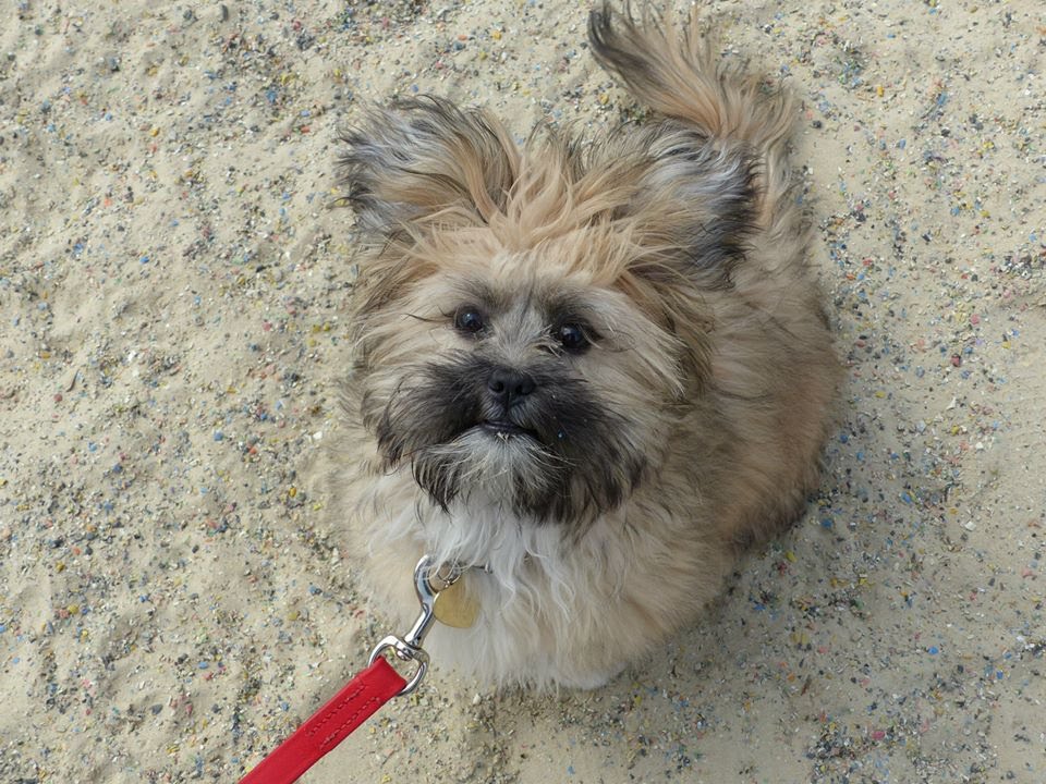 Coco Lhasa Apso Puppy 4 Week Residential Dog Training At Coco Lhasa Apso Puppy 4 Week