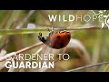 Gardener to guardian rewilding the nature around you  wild hope