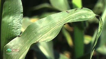 Corn Rootworm Beetle #849 (Air Date 7/13/14)