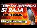 Masteran Suara Cendet//Tembakan pedas dan kasar//si raja roll tembak