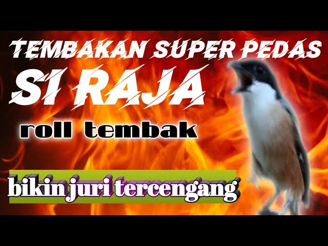 Masteran Suara Cendet//Tembakan pedas dan kasar//si raja roll tembak class=