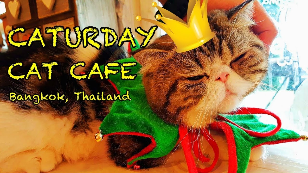 The Best Cat  Cafe  in Bangkok Thailand   YouTube