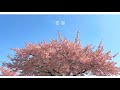 おだともあき「雪桜」Official Lyric Video