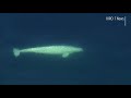 Rare Beluga Whale Spotted Near Point Defiance