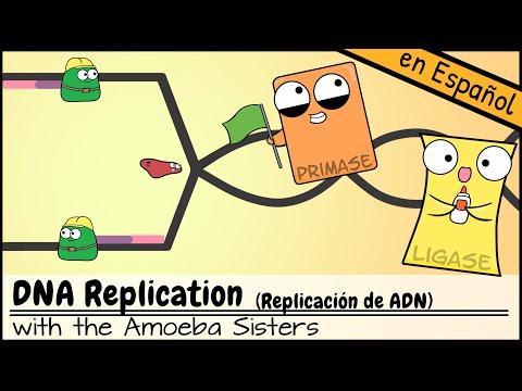 Video: ¿Cómo aceleran los eucariotas el proceso de replicación?