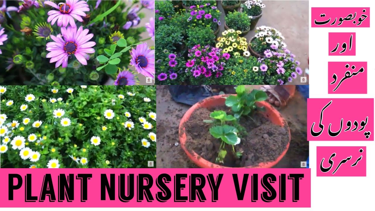 Plant Nursery Visit خوبصورت پودوں کی نرسری Affordable Plants To