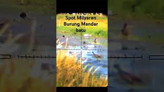 Burung Mandar Batu Milyaran Disini