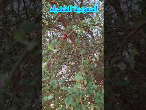 شجرة الهجليج تمر الصحراء DESERT DATES Shorts