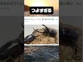 日本のカブトムシが強すぎる件　#shortvideo #カブトムシ #ムシバト
