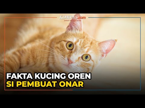 Fakta Kucing Oren yang Sering Dianggap Pembuat Onar