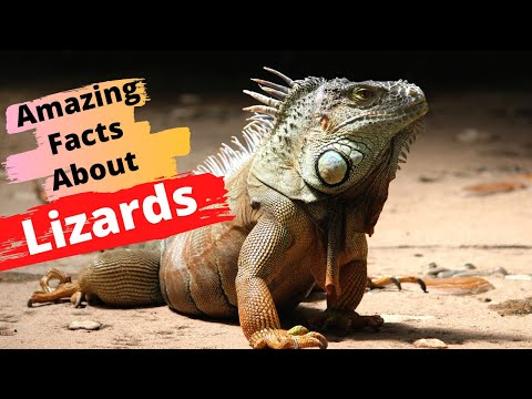 Top 12 Amazing Facts About Lizards